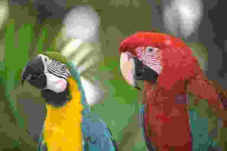 JPEG input QF 5
